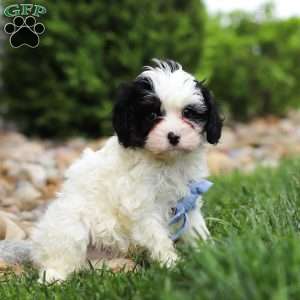 Jackson, Cavapoo Puppy